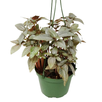 Pilea Ellen - In 6" Pot