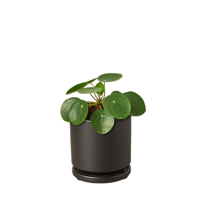 Pilea Peperomioides 'Chinese Money'