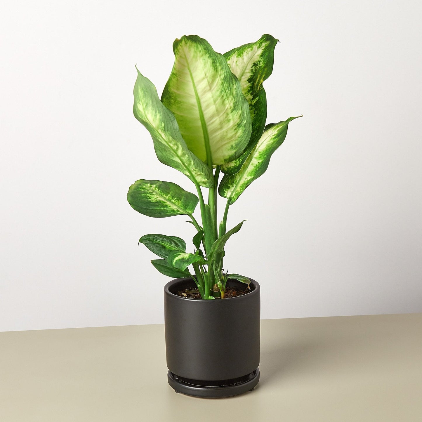 Dieffenbachia Camille 'Dumb Cane' - House Plant Shop
