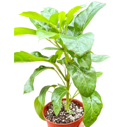 Schefflera Actinophylla