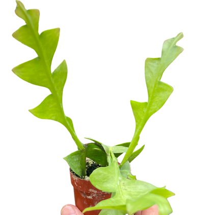 Shark Tooth Orchid Cactus