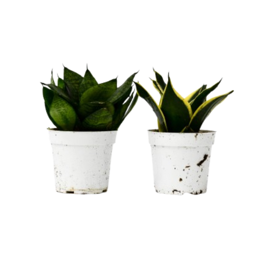 Snake Plant Variety Packs - 4" Pot