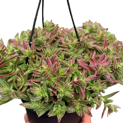 Succulent Crassula Capitella Red