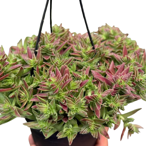 Succulent Crassula Capitella Red