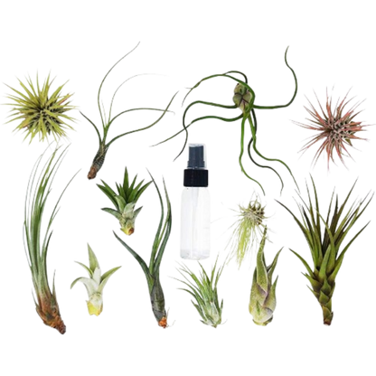 Tillandsia Air Plant Variety Pack w/ Spray Bottle