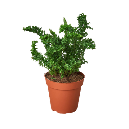 Fern 'Emina'