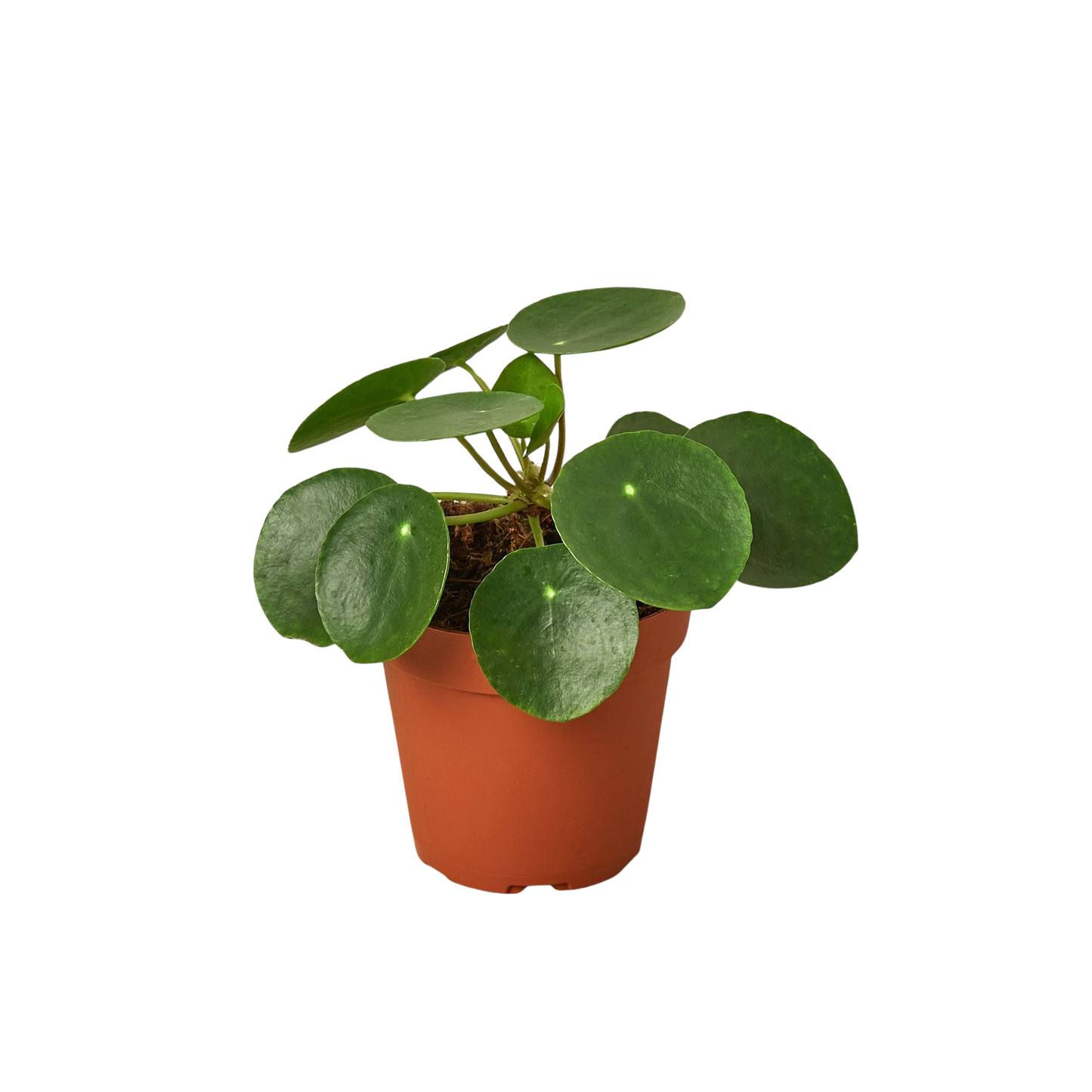 Pilea Peperomioides 'Chinese Money'